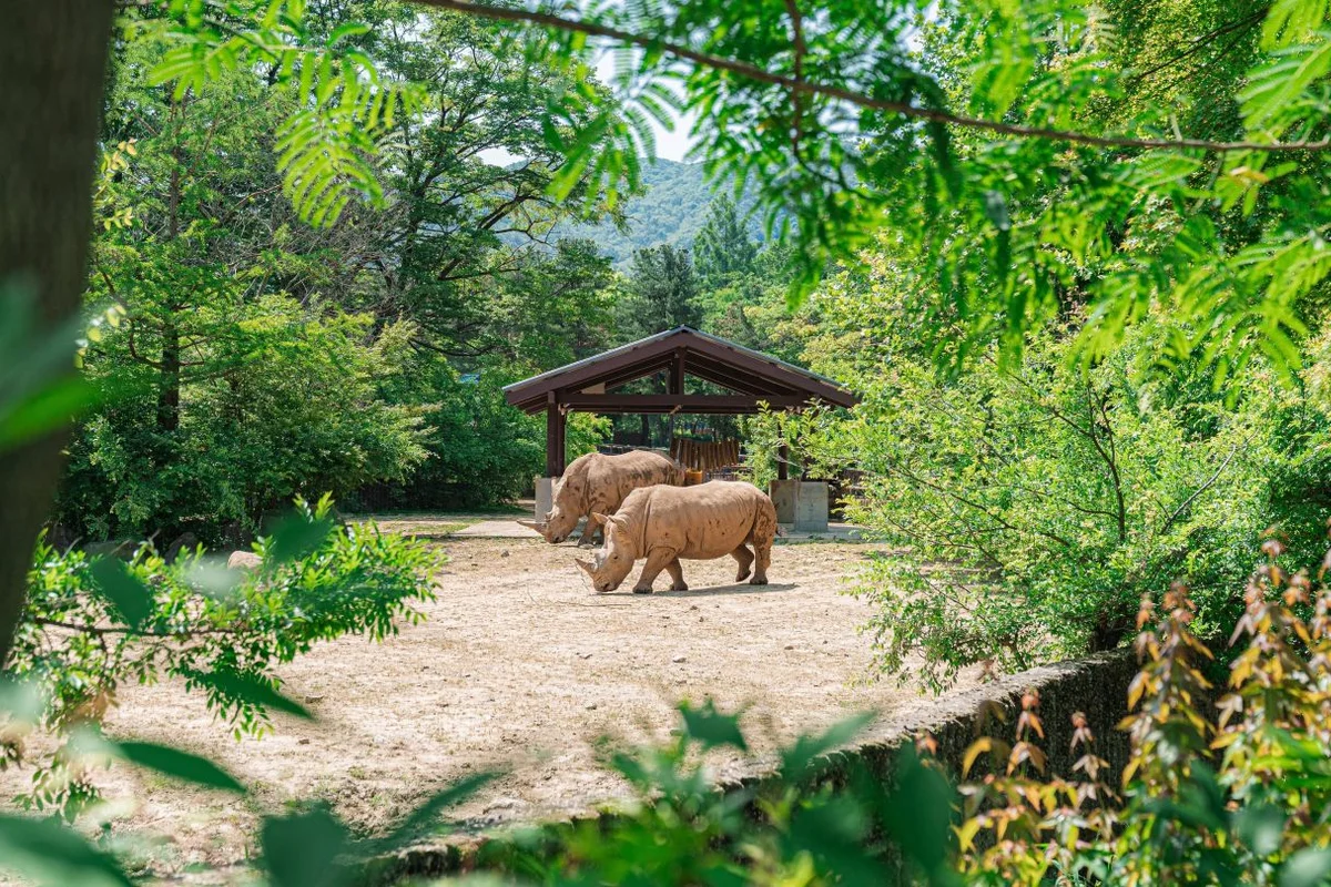 서울대공원: 과천시 자전거 도로의 주요 거점 - 과천여행 여행