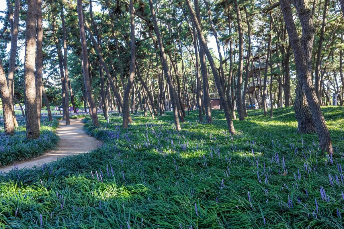 장항송림자연휴양림 - 서천 여행