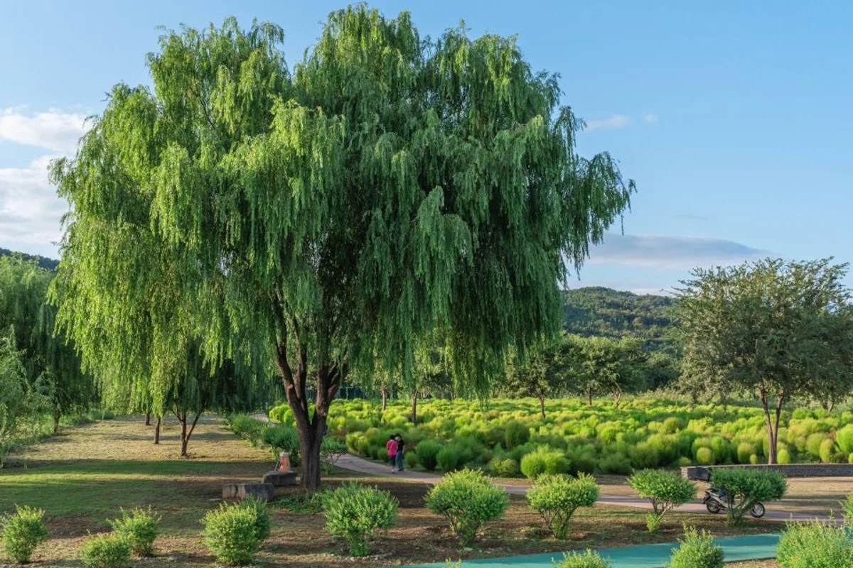 하중도유채꽃단지 - 북구 데이트 여행