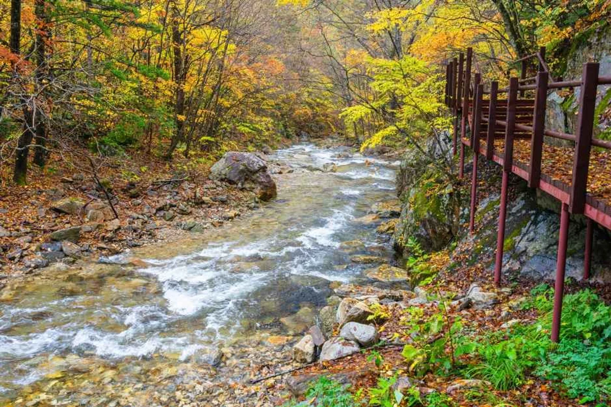 오대산월정사전나무숲길 - 오대산 여행