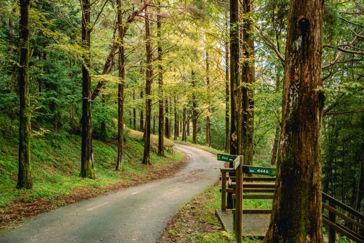 메타세쿼이아길 - 남이섬 여행