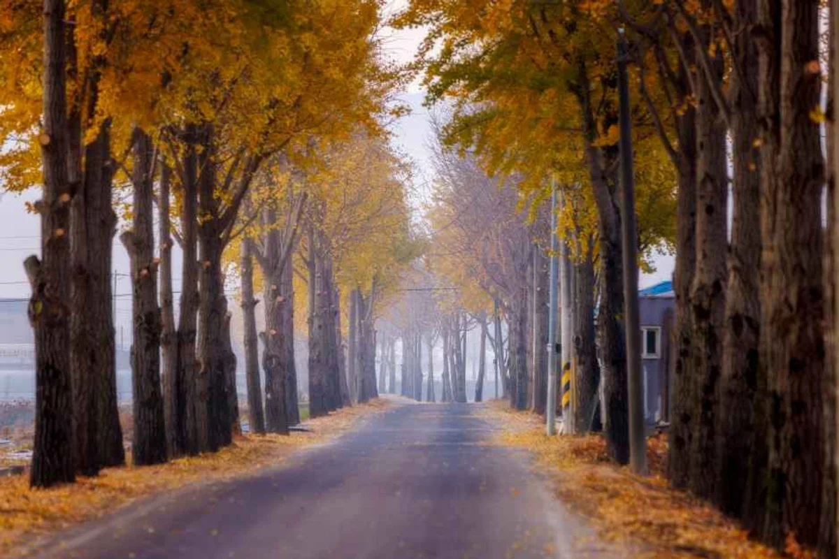 가로수길 - 강남여행 여행