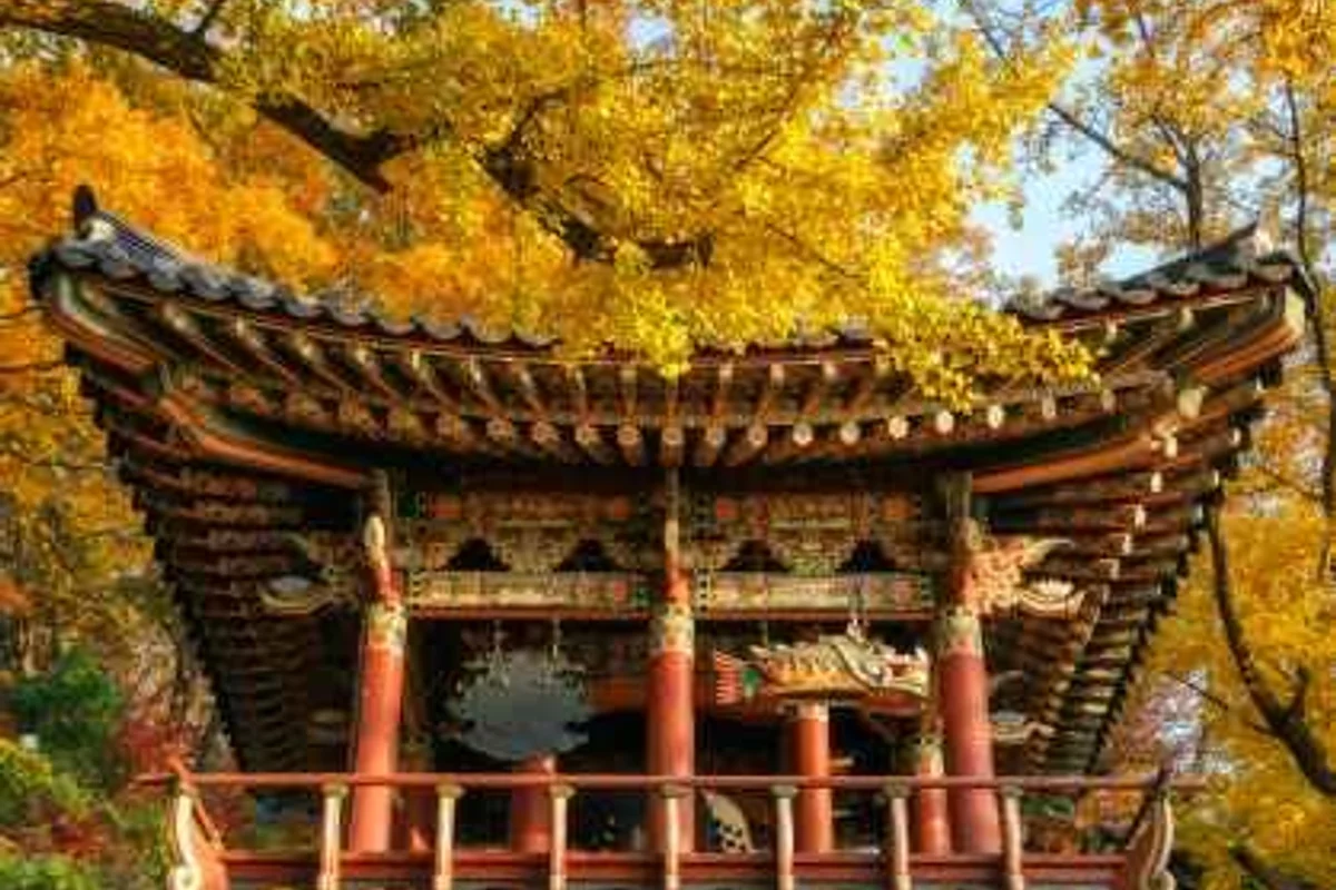 울산대공원 은행나무 명소 - 울산대공원 여행
