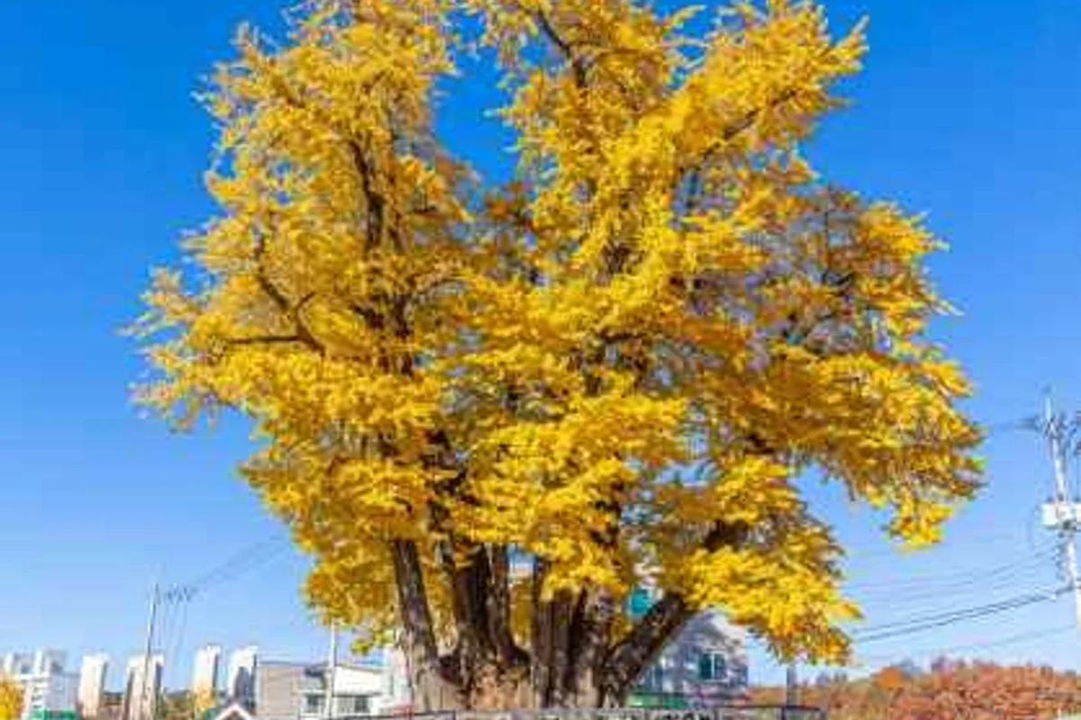 영월 전통시장 (출처 : 한국관광공사)