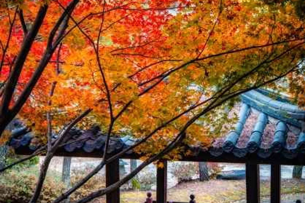 세종 작약 명소 (출처 : 한국관광공사)