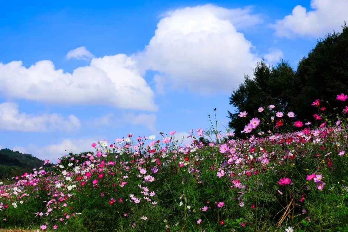 무안군 드라이브 (출처 : 한국관광공사)