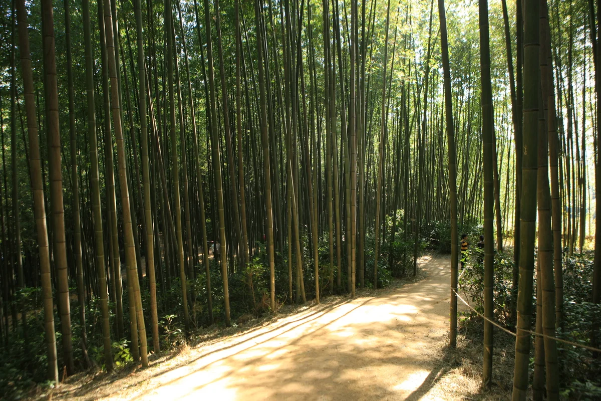 죽녹원 - 담양여행 여행