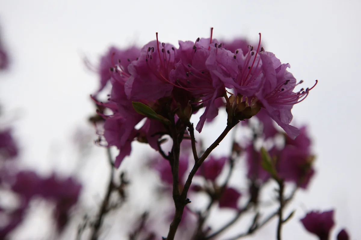 고려산 - 강화군 여행