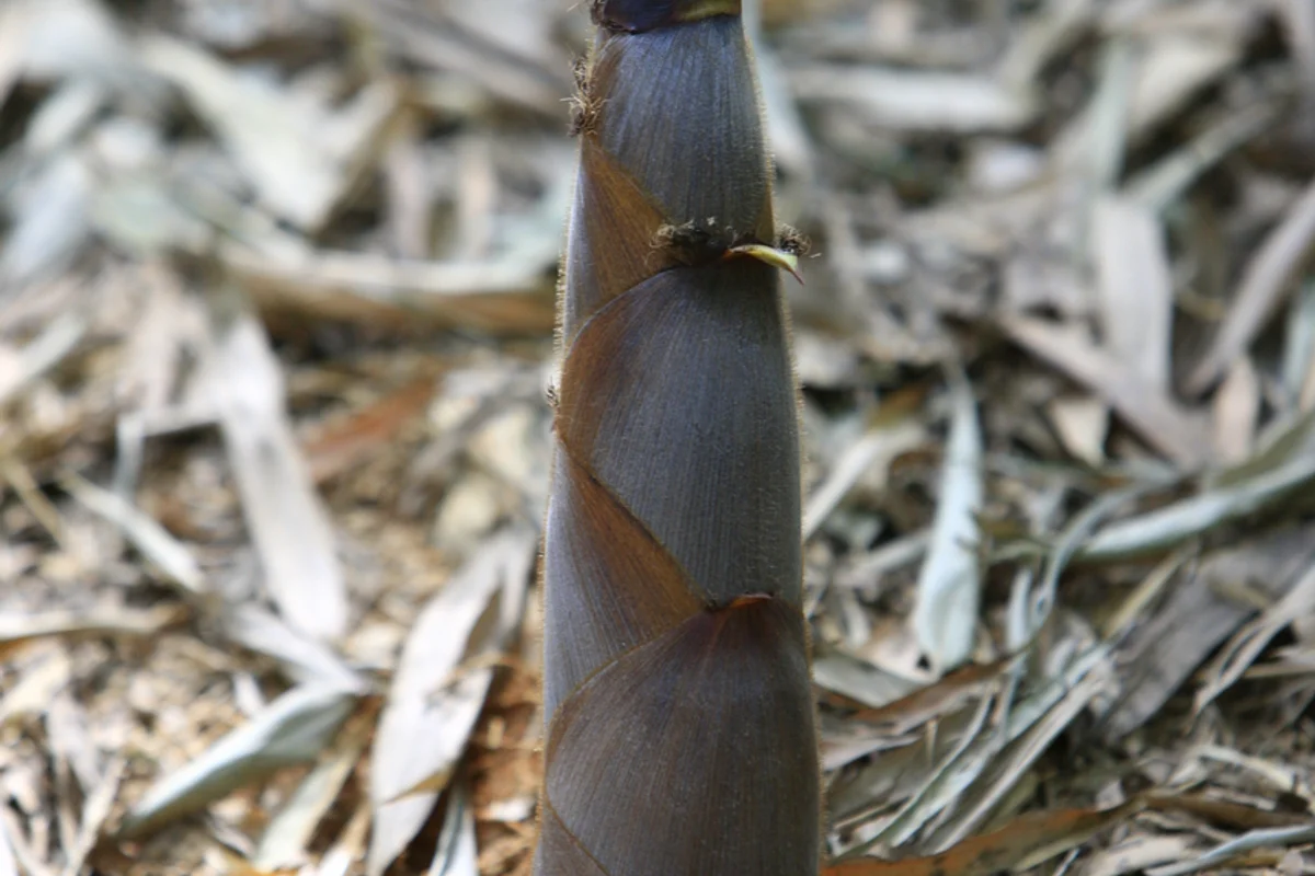 담양 대나무 축제 - 담양여행 여행