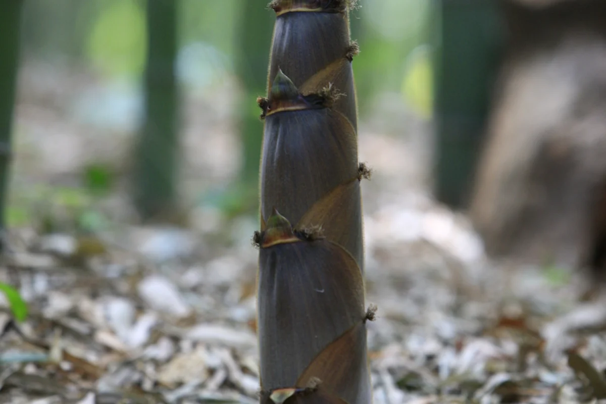 담양관방제림 - 담양여행 여행