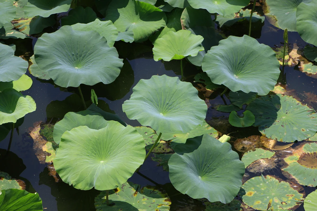 덕진공원 - 전주 여행