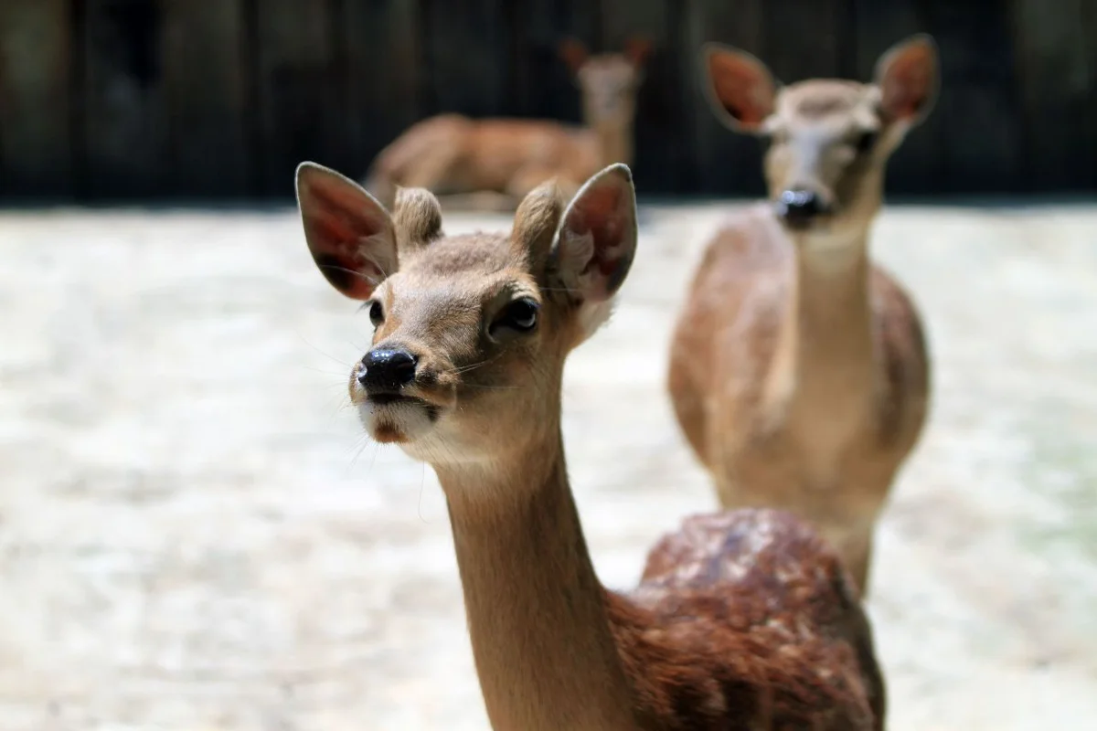 봄꽃 정원 산책로 - 베어트리파크 여행