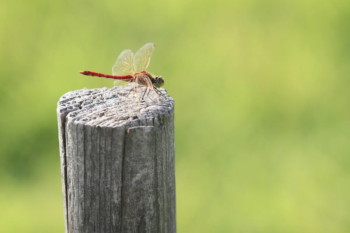 올림픽공원 들꽃마루 - 올림픽공원 여행