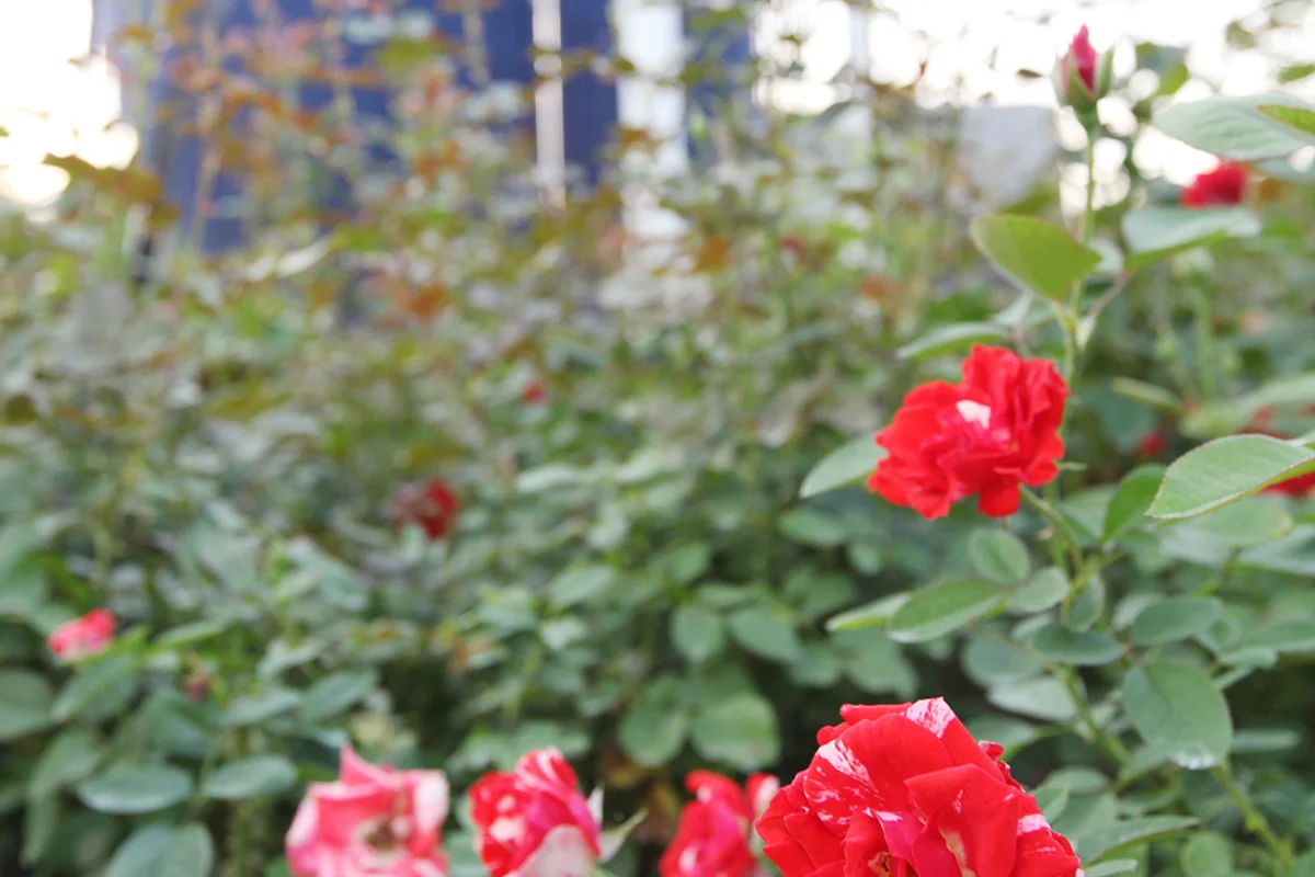 올림픽공원 나홀로나무 - 올림픽공원 여행