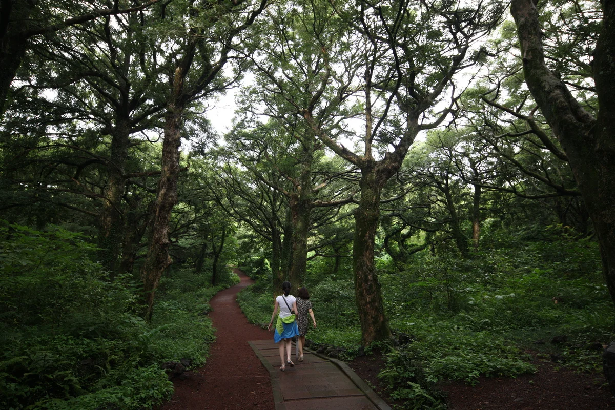 돗오름 - 비자림 여행