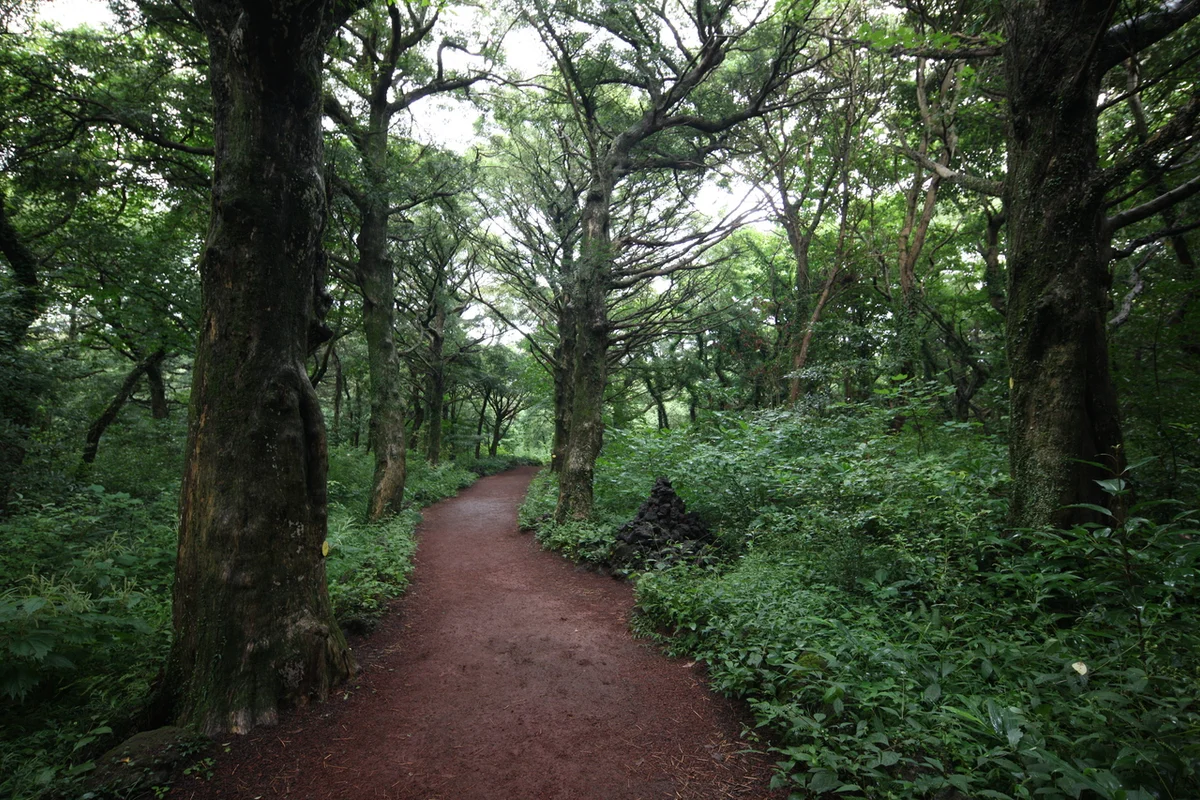 라이더스팜 - 비자림 여행