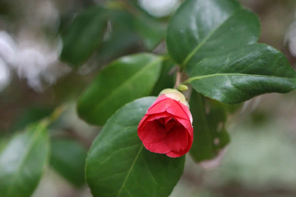 오동도 - 여수여행 여행