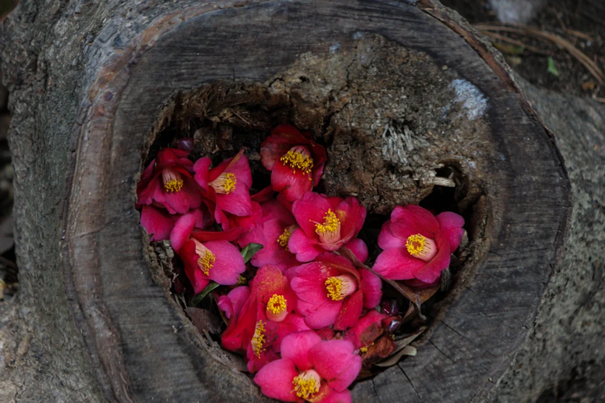 오동도 - 오동도 여행