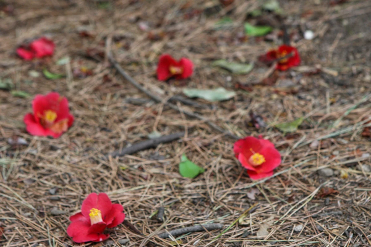 오동도 방파제 길 - 오동도 여행