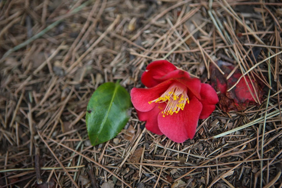 동백열차타는곳 - 오동도 여행