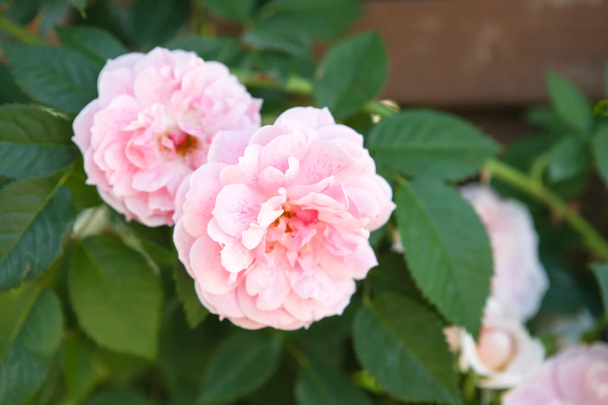 곡성 세계장미축제 - 곡성군 여행