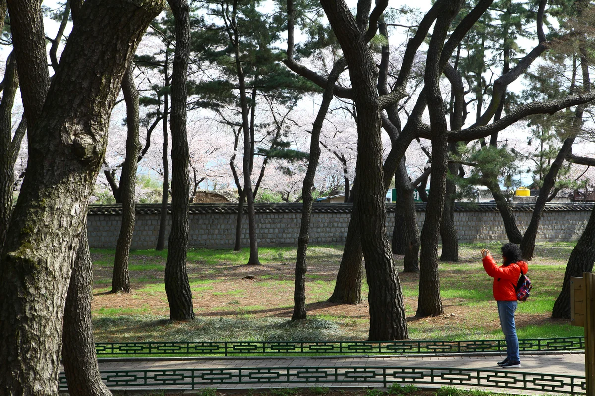 대릉원 돌담길 - 경주 여행