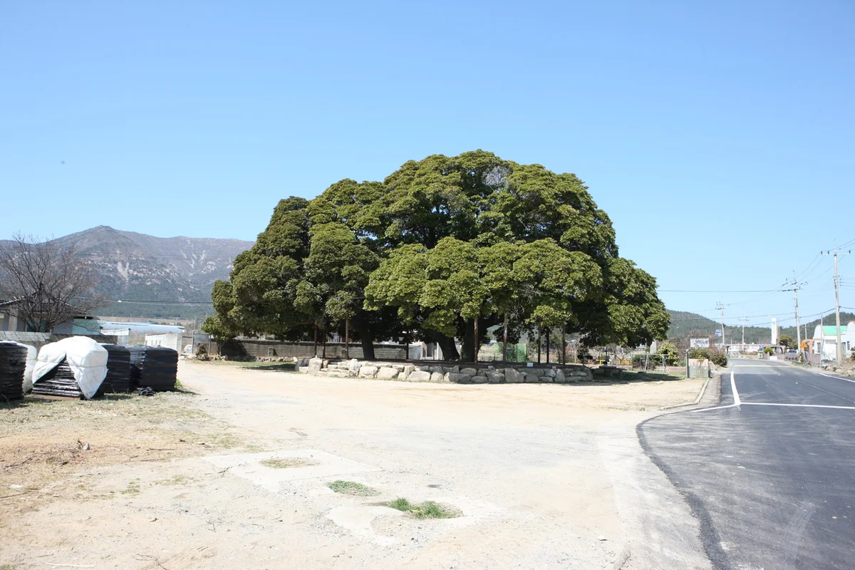 2026년 삼산 인스타 명소, 봄 나들이 추천 - 삼산 여행