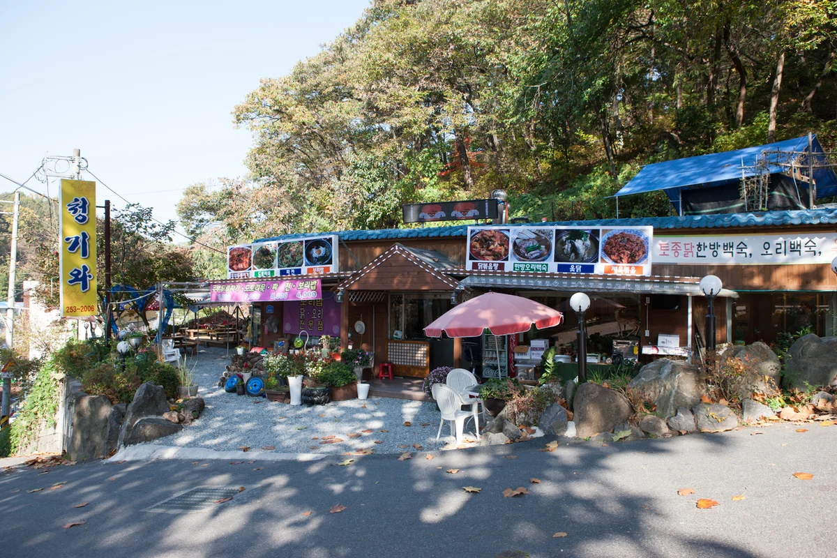 보문산 벚꽃길과 산책로 - 보문산 여행