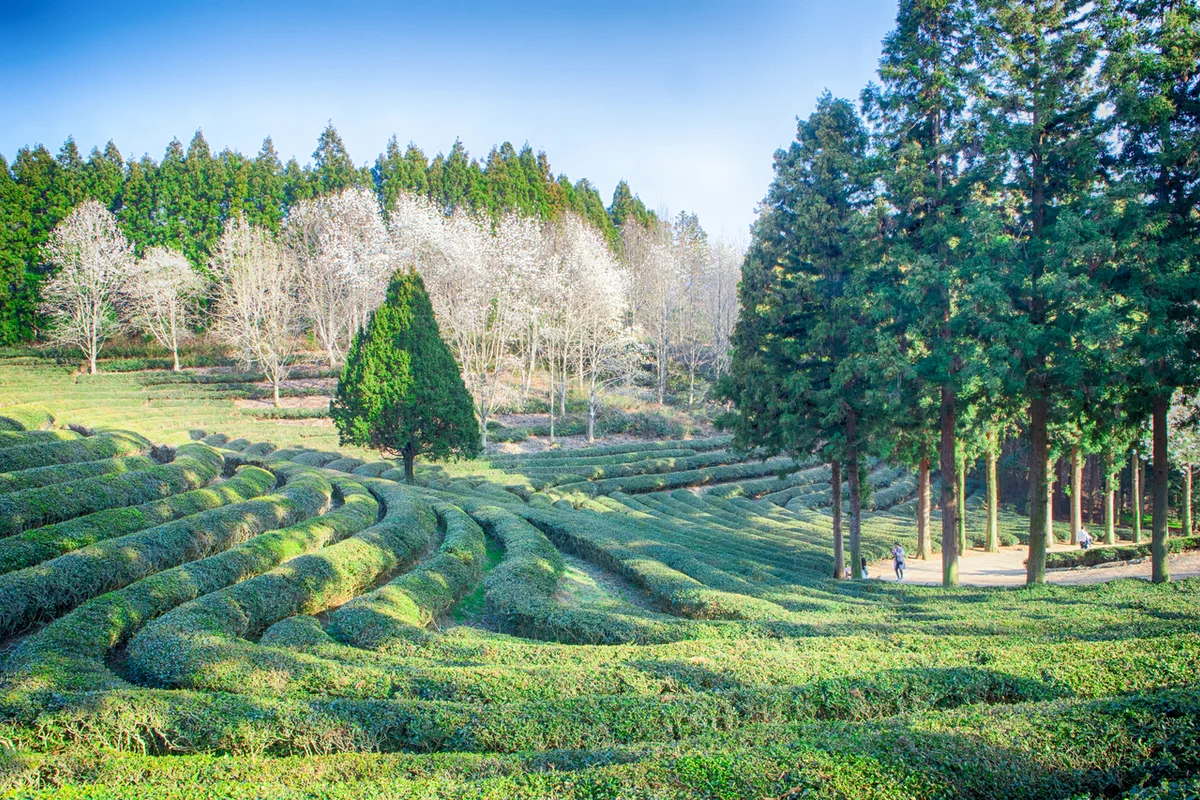 다향아트밸리 - 보성여행 여행