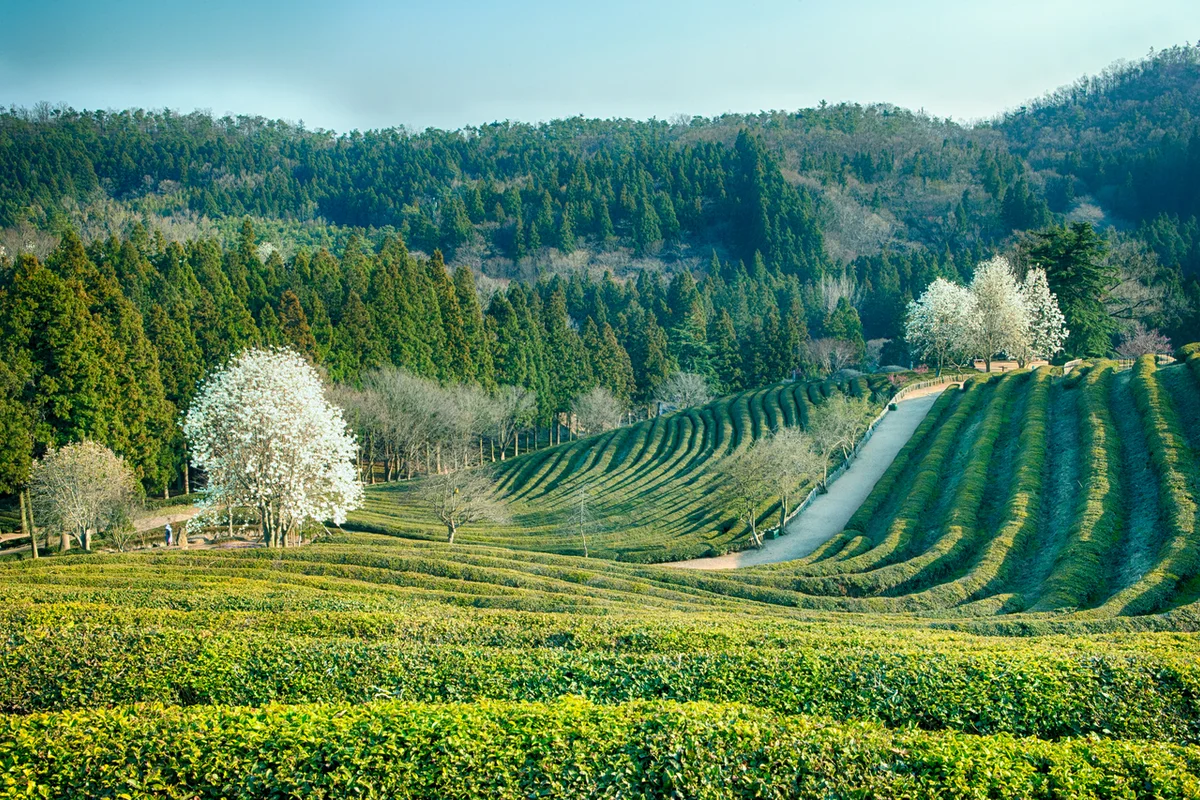 차만들어보는곳 - 보성여행 여행