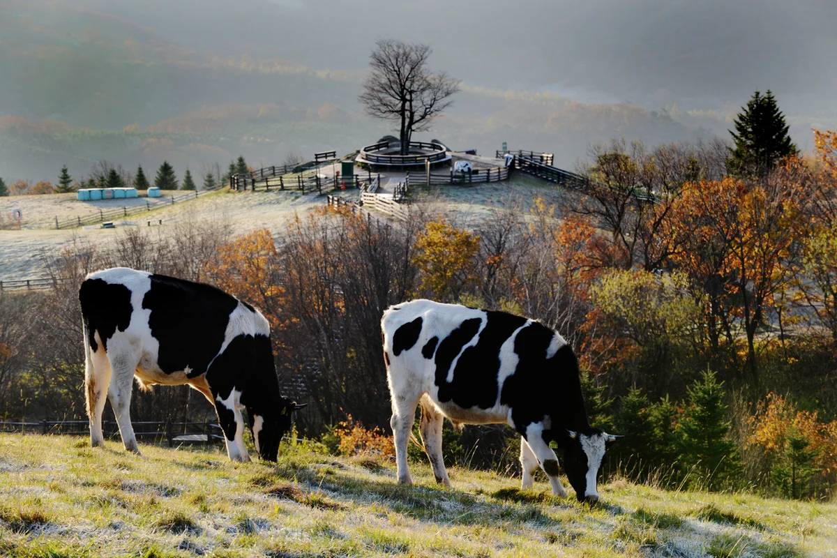 보물섬 캠핑장 - 평창캠핑 여행