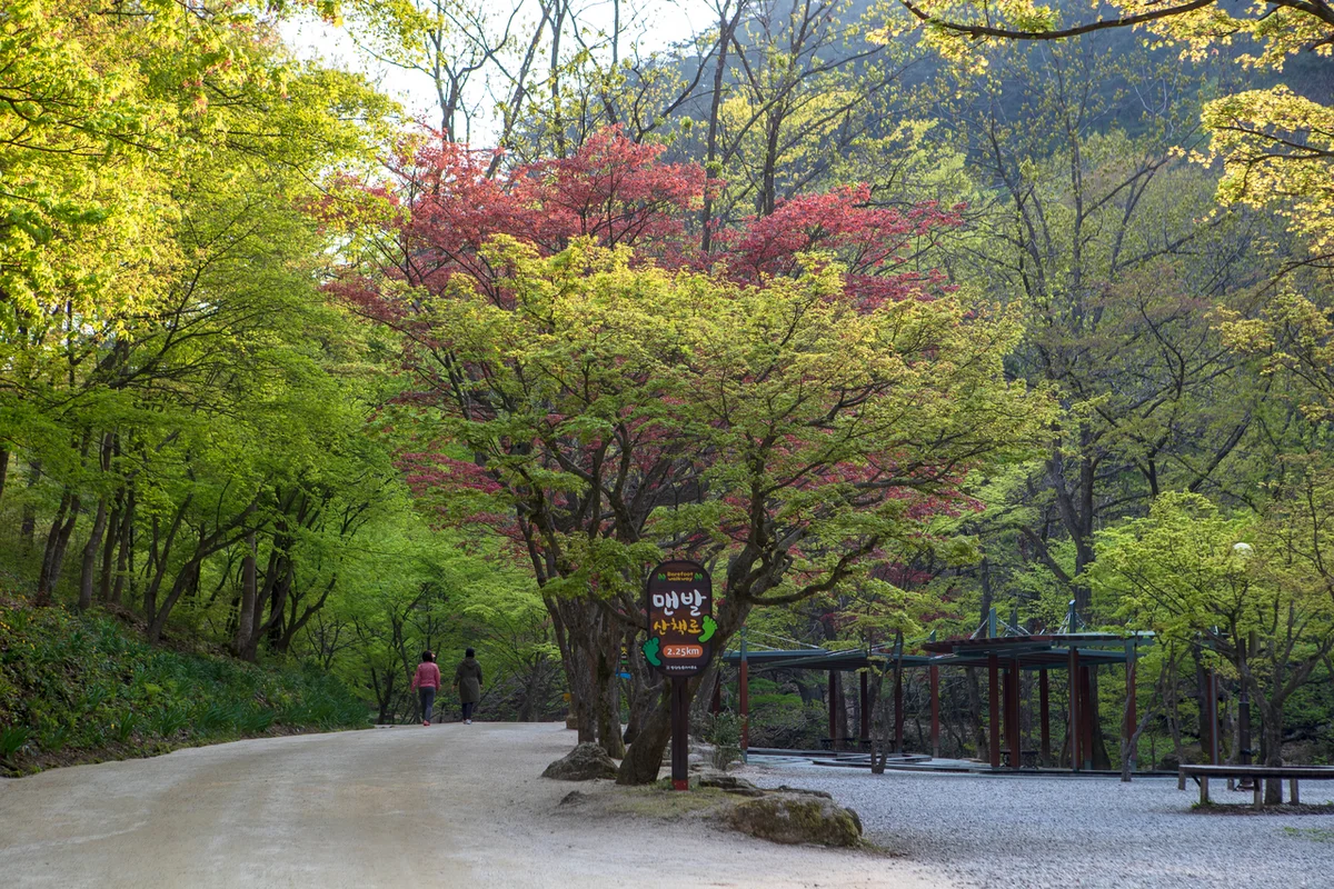 쌍치면 추령천 - 순창벚꽃 여행