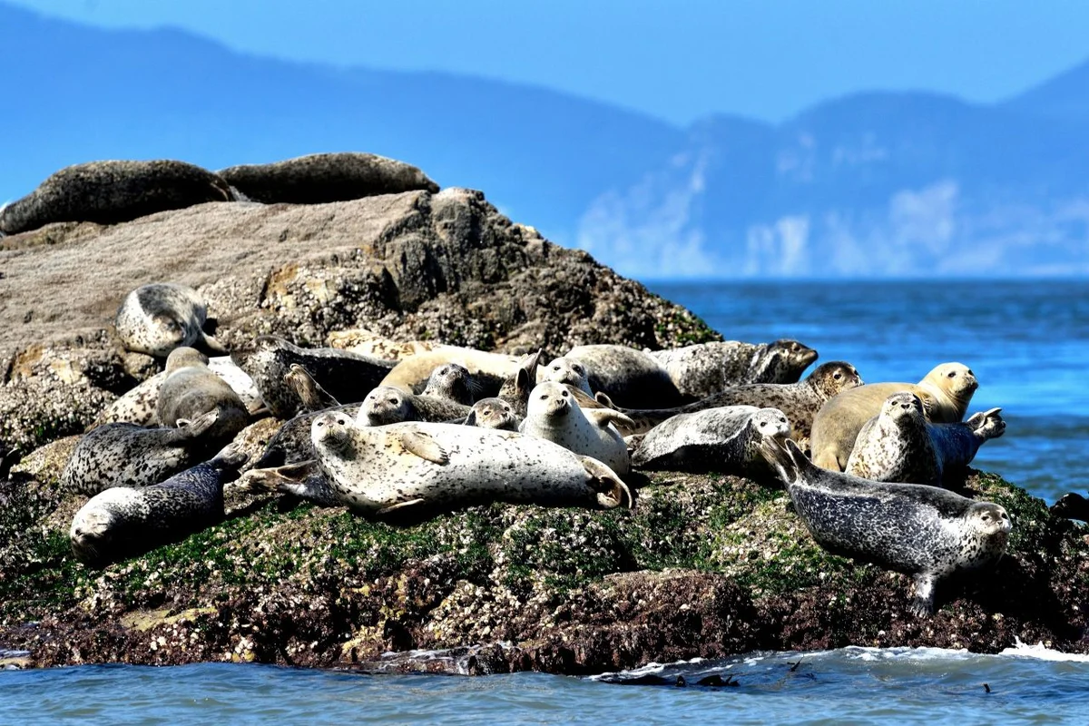 영흥도 - 옹진여행 여행