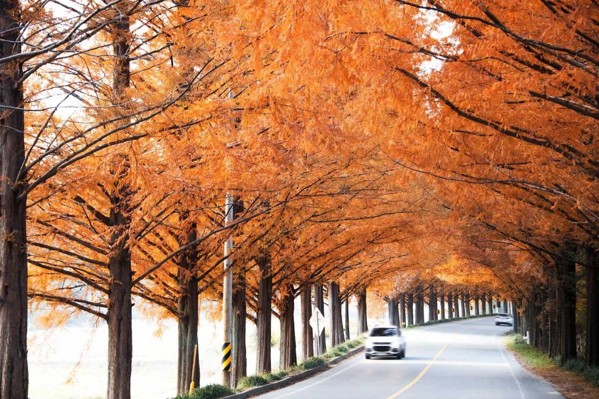 담양관방제림 - 담양여행 여행