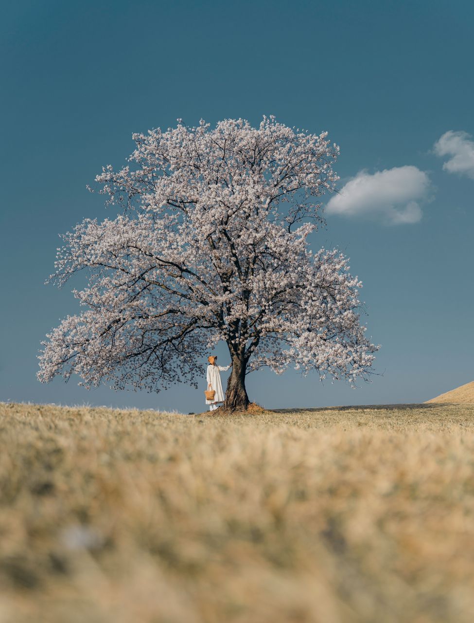 함안 벚꽃 명소 (출처 : 한국관광공사)