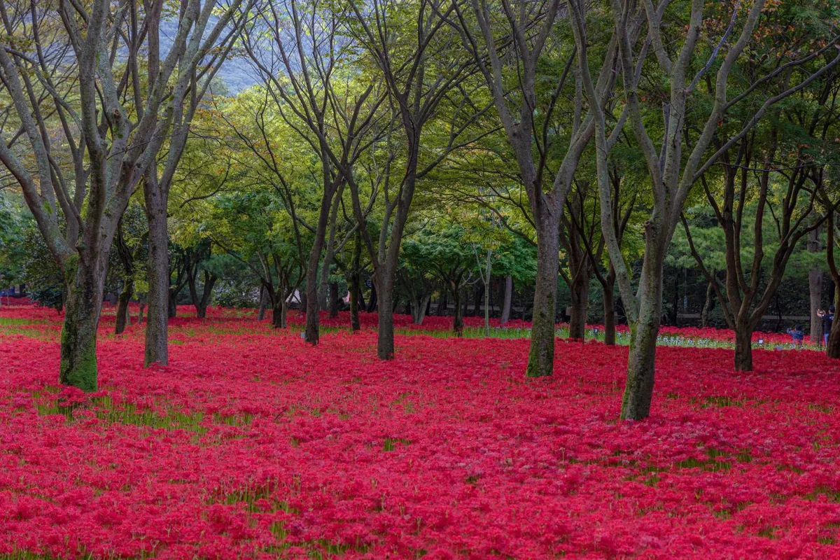 불갑산 - 영광 여행