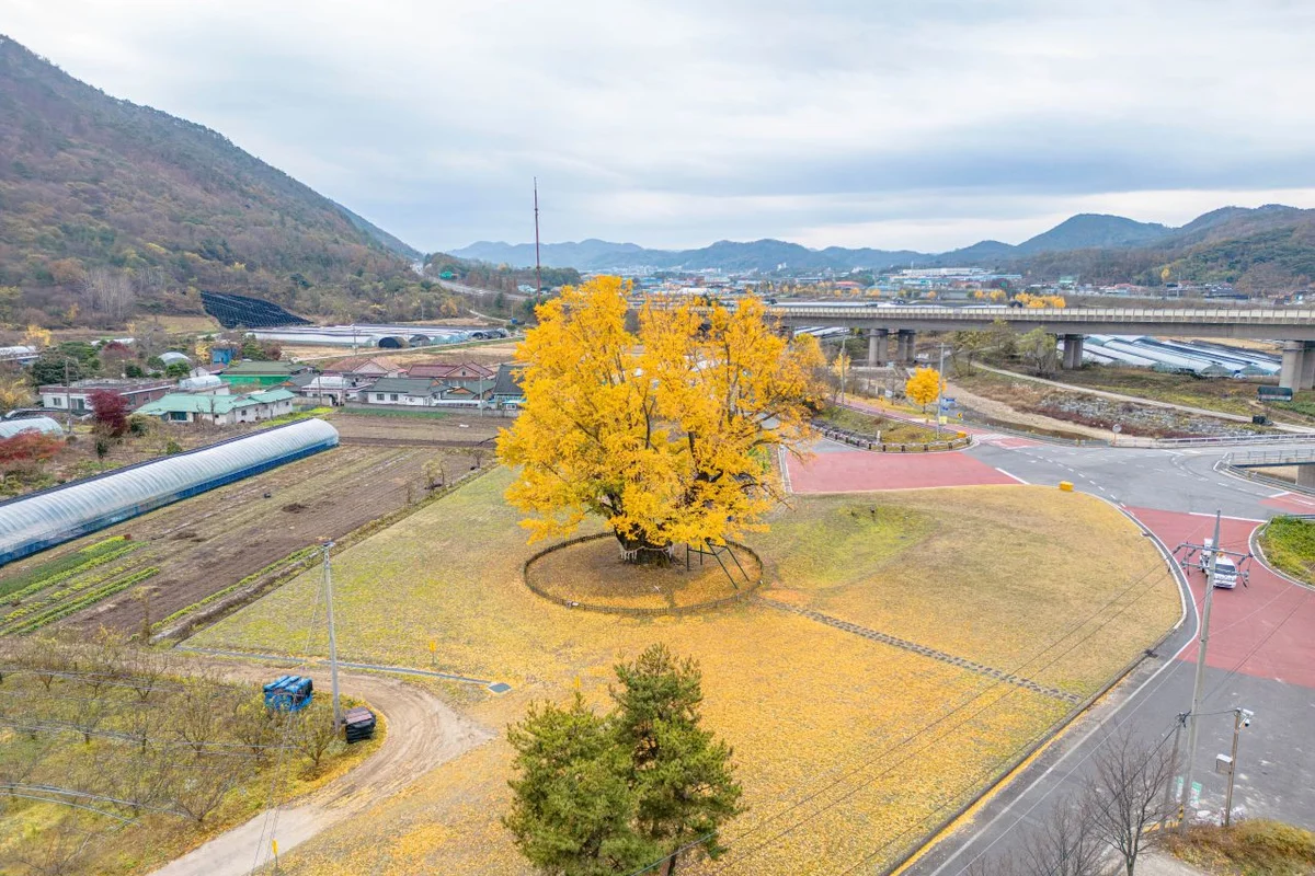 월영산 출렁다리 - 금산군 여행