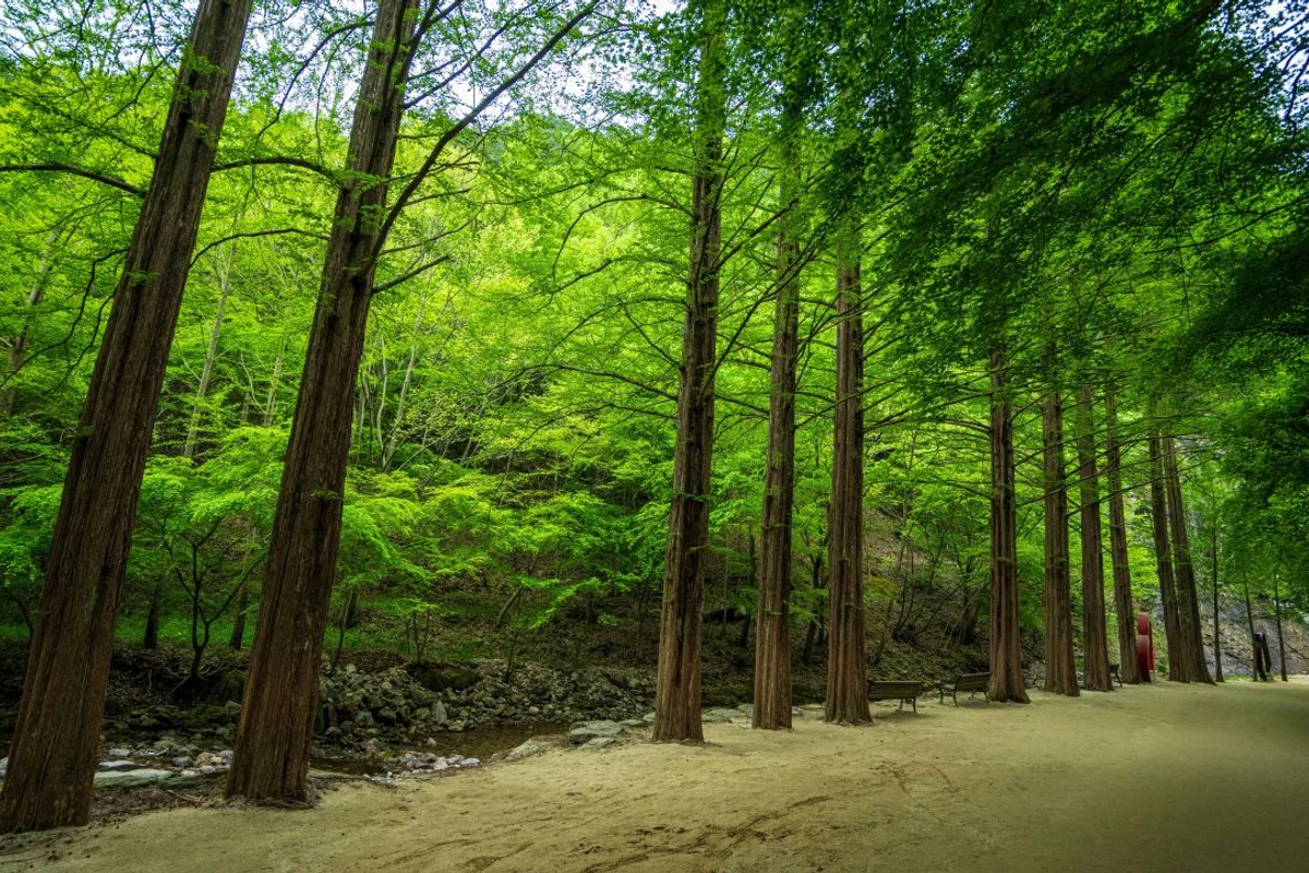 담양메타세쿼이아길 새로 생긴 곳, 메타세쿼이아 가로수길 - 담양여행 여행