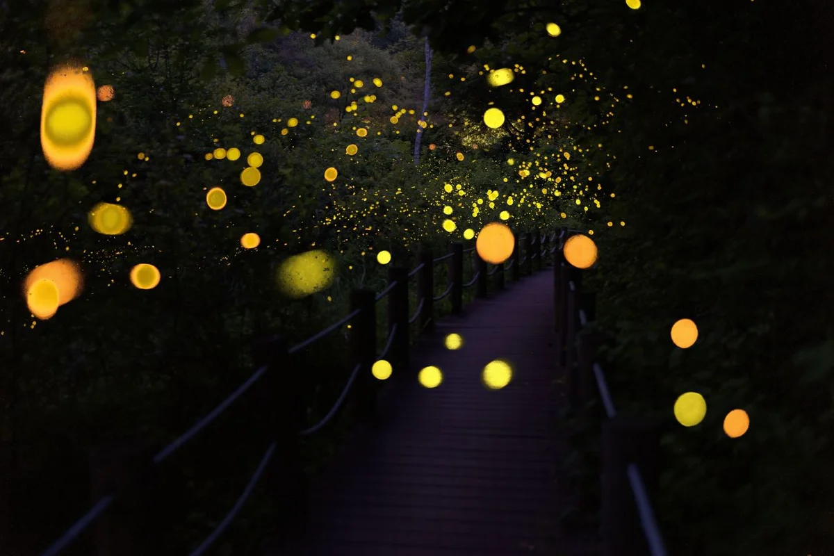 물무리골생태습지 - 영월여행 여행