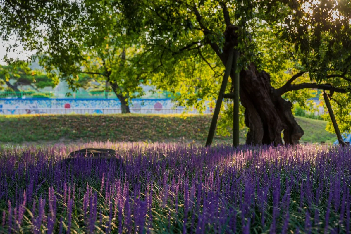회연서원 - 성주여행 여행