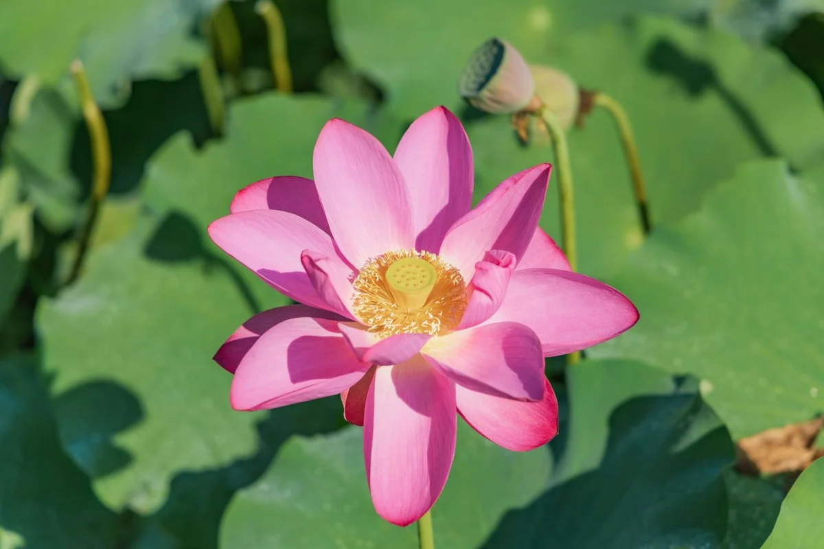 봉선사 - 남양주 여행