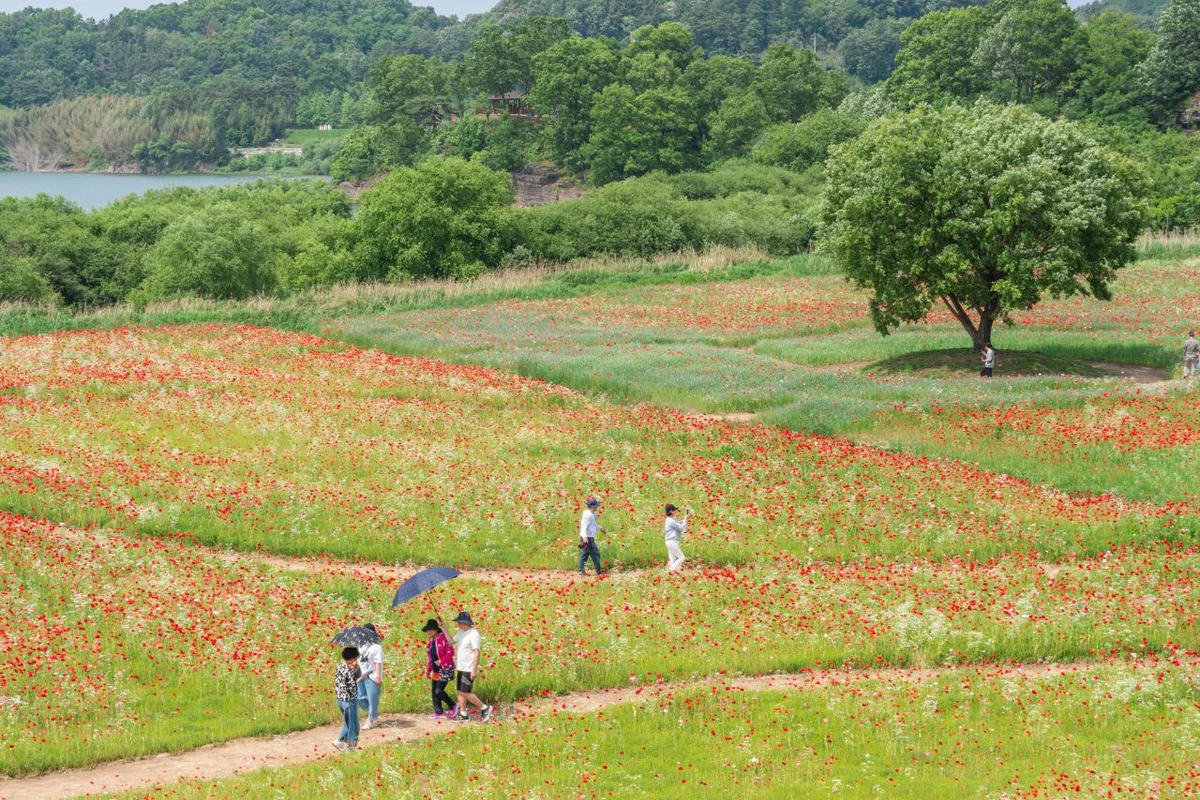 악양둑방 - 함안벚꽃 여행