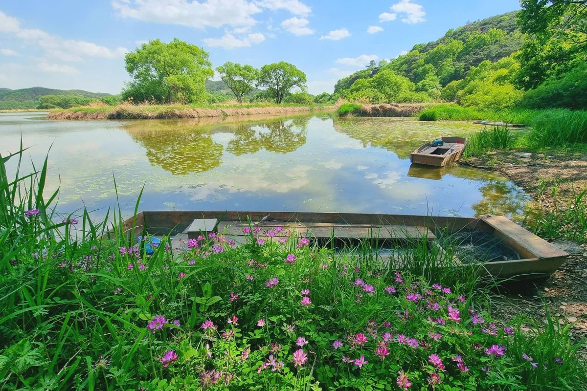 창녕낙동강유채꽃축제 (축제장 일원) - 창녕여행 여행