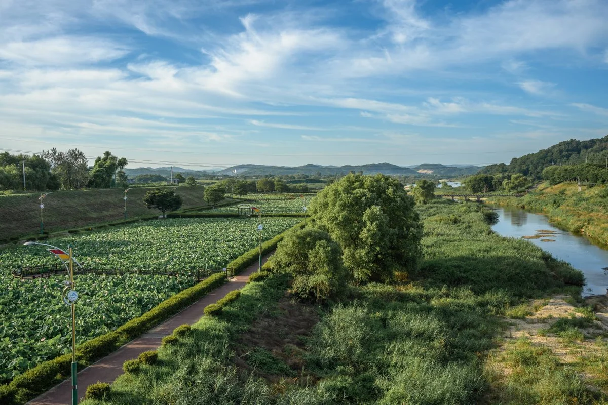 조천연꽃공원 - 조치원 여행