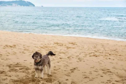 2026년 서대문구 반려견 동반 추천 여행지 BEST 5 (입장료·주차 정보 포함)