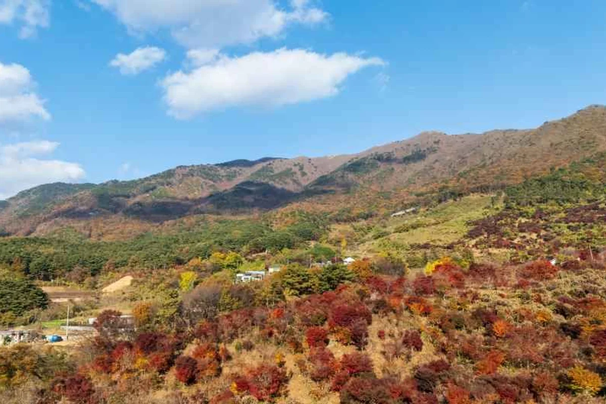 죽도 상화원 - 보령여행 여행