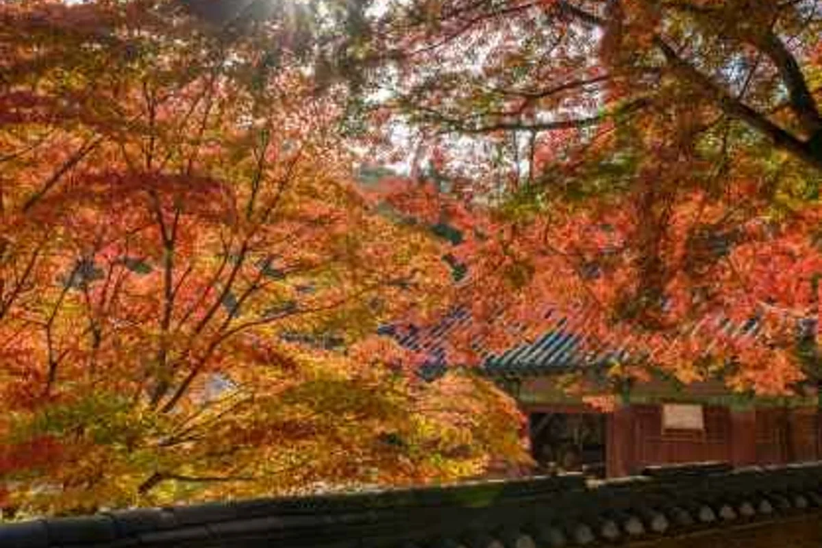 마곡사대광보전 - 마곡사 여행