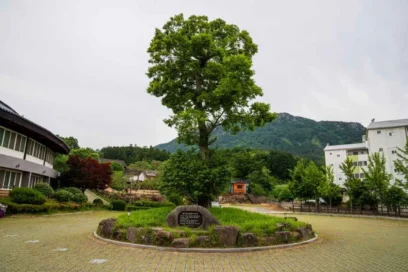 봄꽃 만개! 장흥군 산책 명소 5곳, 2026년 최신 추천