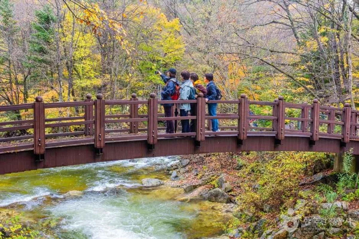 오대산월정사전나무숲길 - 오대산 여행