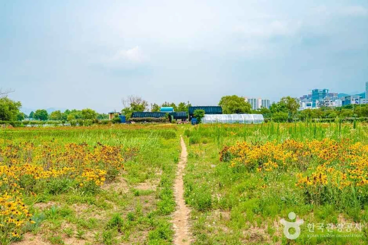 감전야생화단지 - 사상구 여행